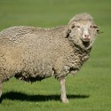 canstockphoto3905402