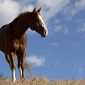 horse_1