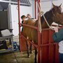 horseultrasound