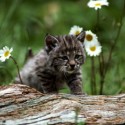 kitten