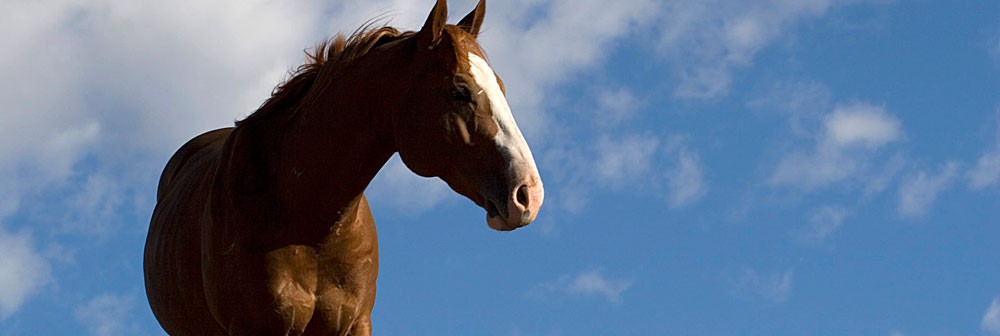 horse