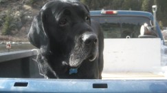 Chase