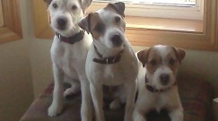 Jack_Russels