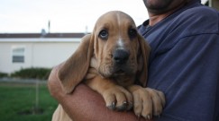 gus