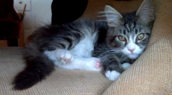kitty