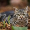 cat2