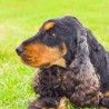 dog2