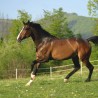 horse2