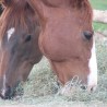 horse3
