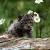 kitten