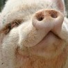 pig