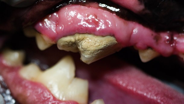dental1