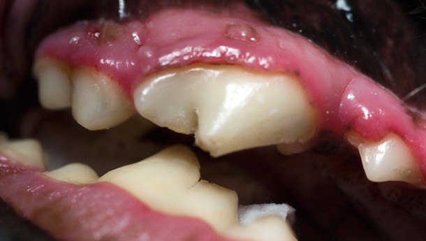 dental2