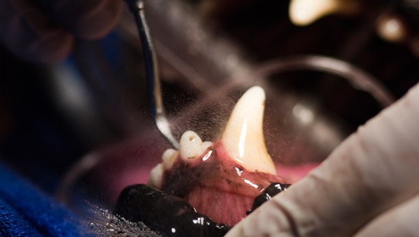 dental3